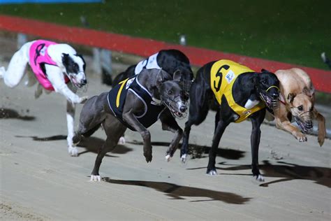 greyhound racing systems mathematics