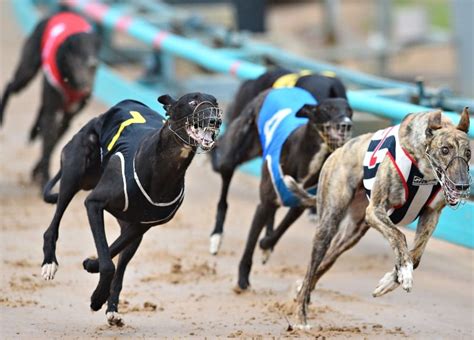 greyhound racing tips for today