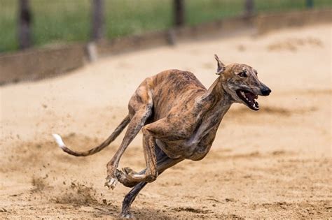 greyhounds running today