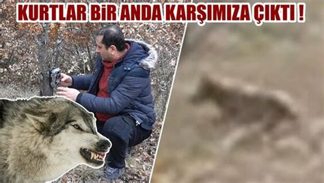 gri kurt filmi türkçe dublaj: 879 video Yandex'te bulundu. 