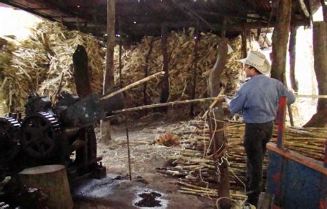 grinding-sugar-cane Barking Horse Farm