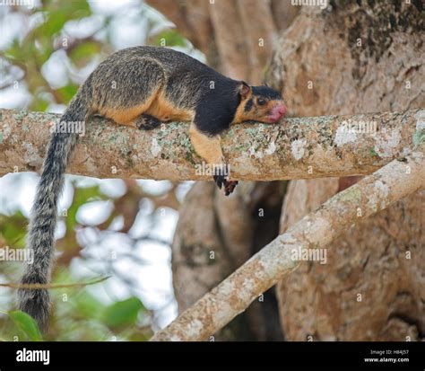 Grizzled Giant Squirrel