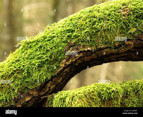 Grüner Baum Moos
