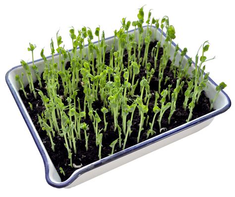 grodda gröna ärtor