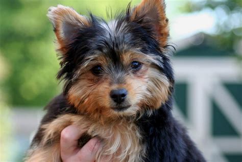 Grooming Yorkie Terrier Mix