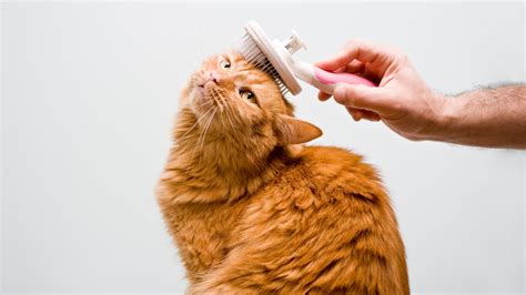 grooming kucing