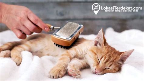 GROOMING KUCING TERDEKAT - Kucing, Kelinci, dan Anjing bisa grooming di Petshop Indonesia