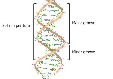 Grooves Dna