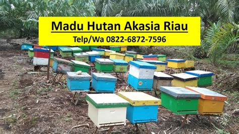 Grosir Madu Akasia Riau Hp Wa 0822 6872 Madu Akasia Riau - Madu Akasia Riau