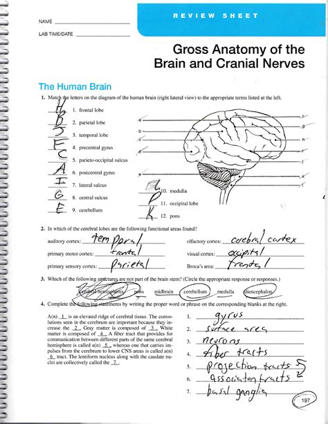 Download Gross Anatomy Of The Brain And Cranial Nerves Exercise 14 Answers 