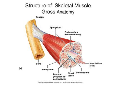 Read Online Gross Anatomy Of The Skeletal Muscles Answers 
