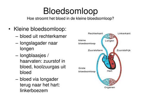 grote bloedsomloop uitleg