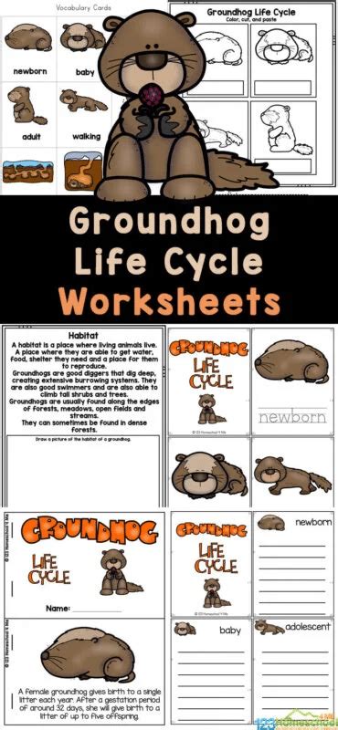 Groundhog Life Cycle Worksheets Free Homeschool Deals Groundhog Math Worksheets - Groundhog Math Worksheets