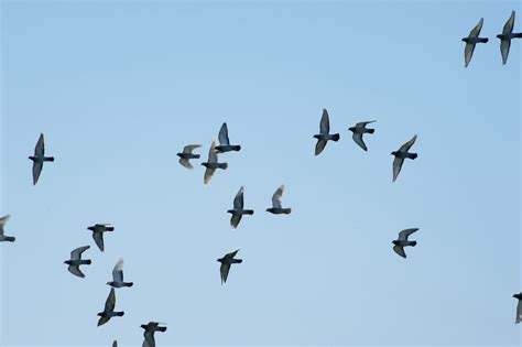 group of birds flying
