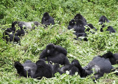 Group Of Gorillas