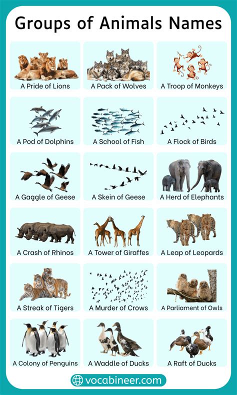 Grouping Names Of Animals