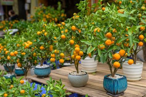 grow mandarin tree in pot