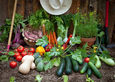 Grow Vegetables On Patio