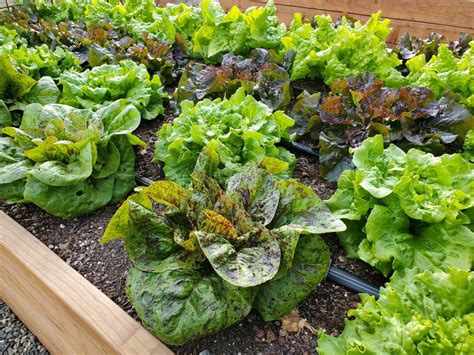 Grow Your Garden