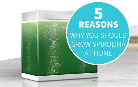 Read Online Grow Your Own Spirulina 