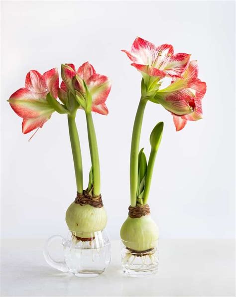 growing amaryllis in water