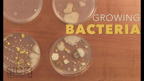 Growing Bacteria In The Lab Lesson Bundle Teaching Growing Bacteria Lab Worksheet - Growing Bacteria Lab Worksheet