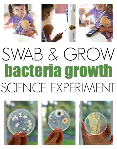 Growing Bacteria Lab Worksheet   How To Grow Bacteria 5 Experiments To Grow - Growing Bacteria Lab Worksheet