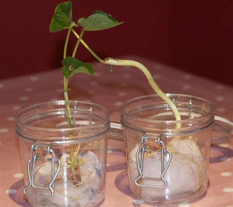 Growing Bean Plants For Science In Grade School Lima Bean Science Experiment - Lima Bean Science Experiment