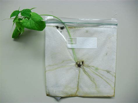 Growing Beans In A Bag Seed Germination Experiment Lima Bean Science Experiment - Lima Bean Science Experiment