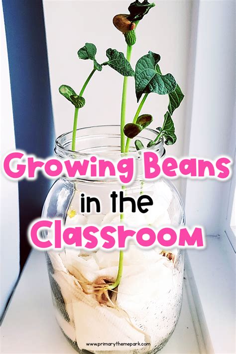 Growing Beans In The Classroom Primary Theme Park Lima Bean Science Experiment - Lima Bean Science Experiment