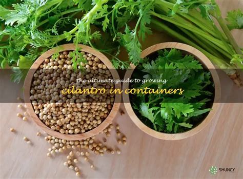 growing cilantro from seed in containers
