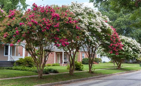 growing crape myrtle