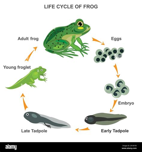 growing frogs