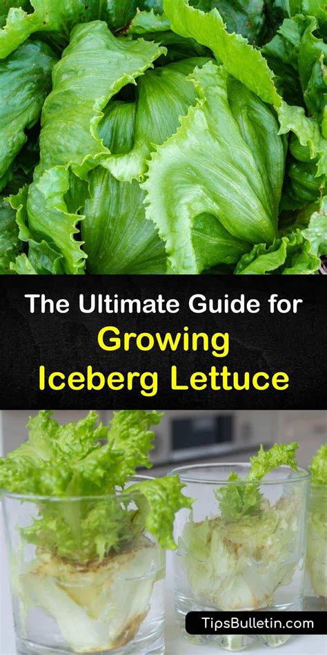growing iceberg lettuce in containers