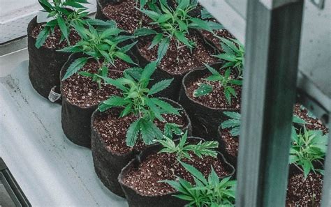 Growing Marijuana Box Set Growing Marijuana For Beginners And Advanced Marijuana Growing Techniques Growing Marijuana Marijuana Growing Growing Marijuana Indoors