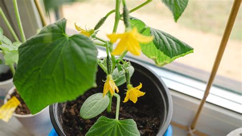 growing persian cucumbers in containers