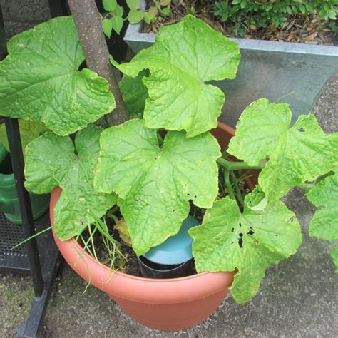 growing pickling cucumbers in containers