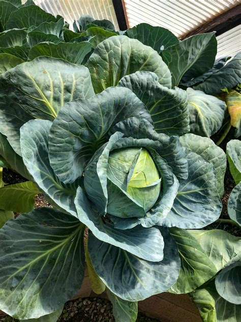 growing spring cabbage in greenhouse