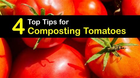 growing tomatoes in compost