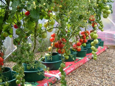 growing tomatoes in seaweed - The Grapevine