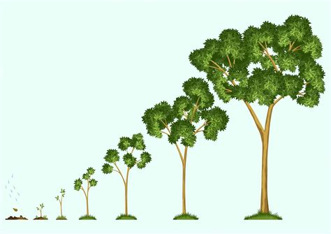 Growing Trees From Seed A Practical To Growing Trees Vines And Shrubs