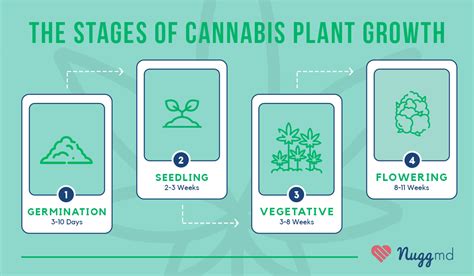 Growing Weed Step By Step