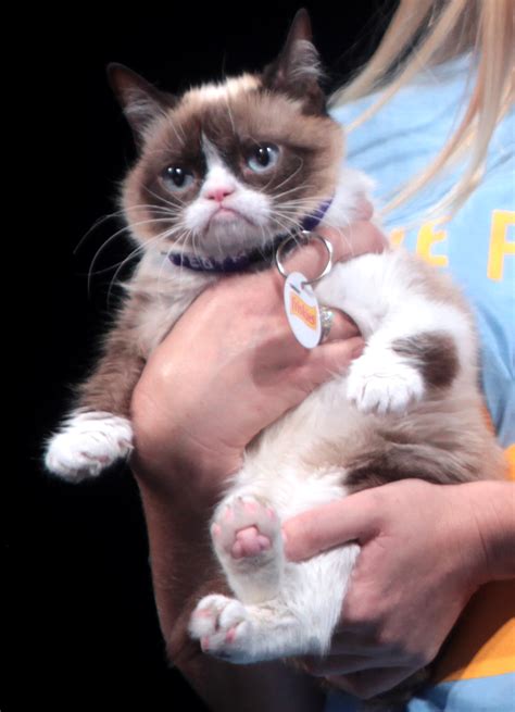 Grumpy Cat Grumpy Cat