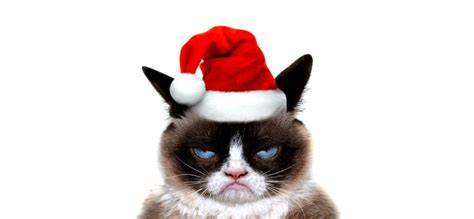Grumpy Xmas Cat