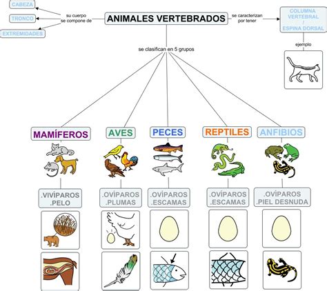 Grupos De Animales