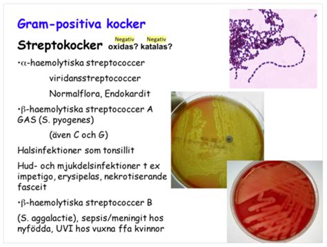 grupp a streptokocker heracillin