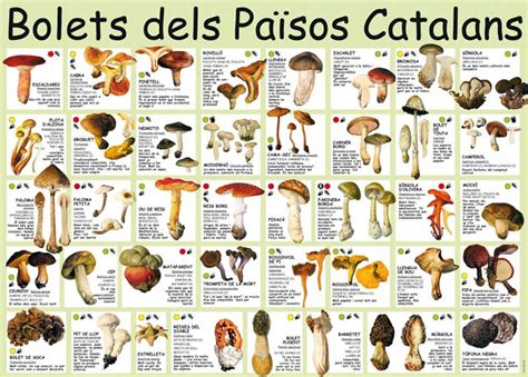 guia de bolets de catalonia pdf
