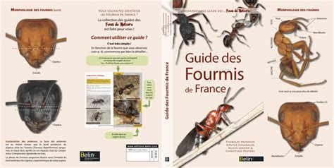 guide des fourmis de france
