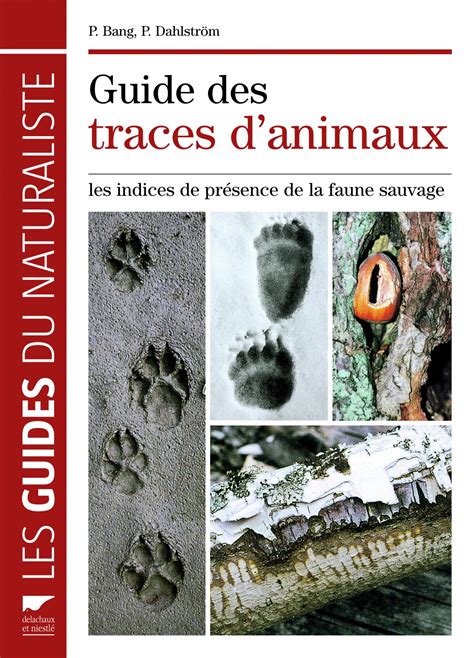 Guide Sur Les Traces Des Etrusques