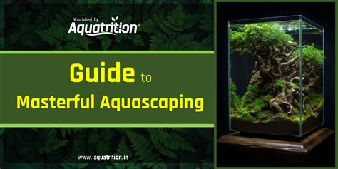 Guide To Aquascaping